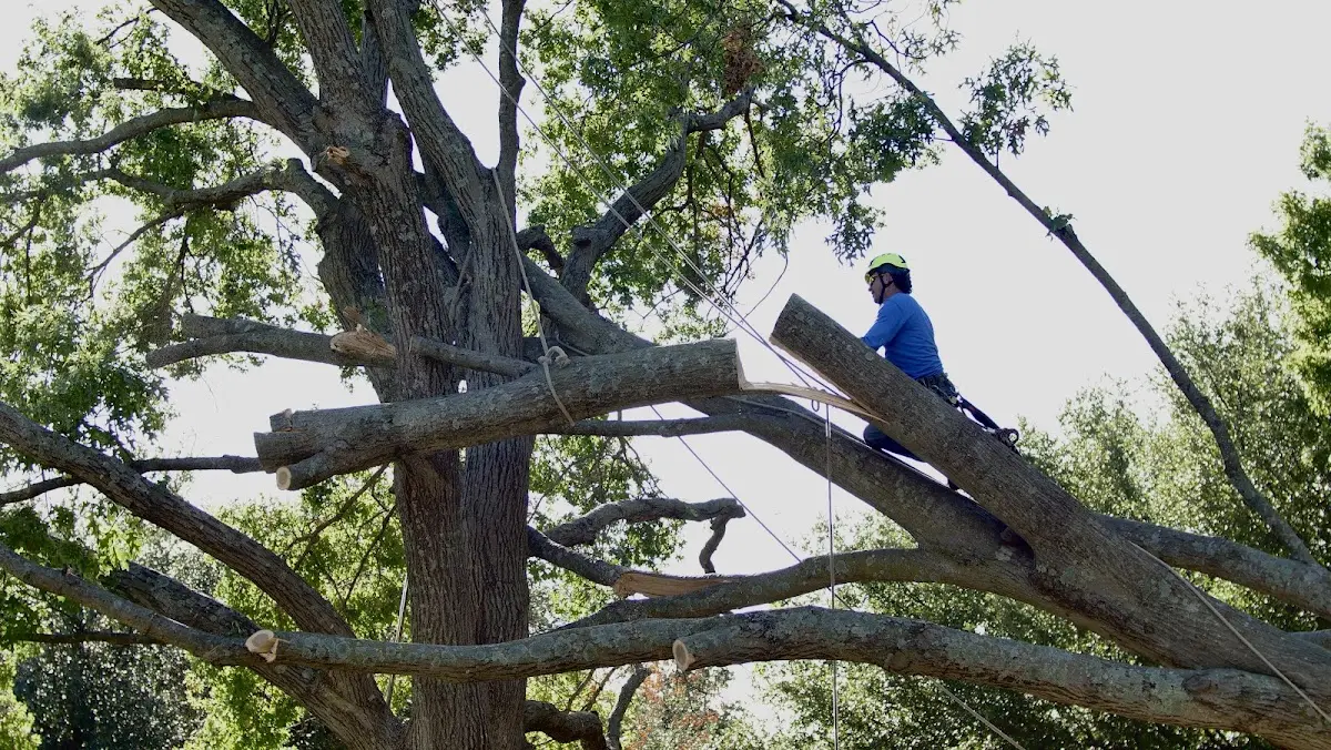 Professional Crown Thinning performed by certified arborists in Lynn Center