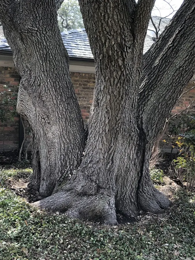 Mature heritage tree close to a Lynn Center property cared for by certified arborists